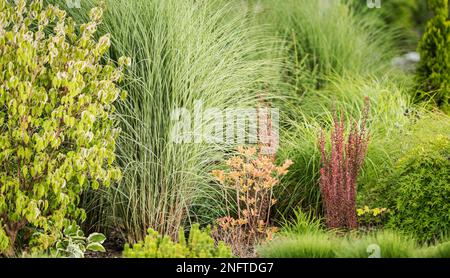 Closeup of Ornamental Grasses Planted in Backyard Garden as a Part of Landscape Design. Gardening Theme. Stock Photo
