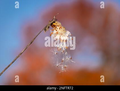 WARREN, VERMONT, USA - Milkweed pod opening and spreading seeds in autumn. Asclepias Stock Photo