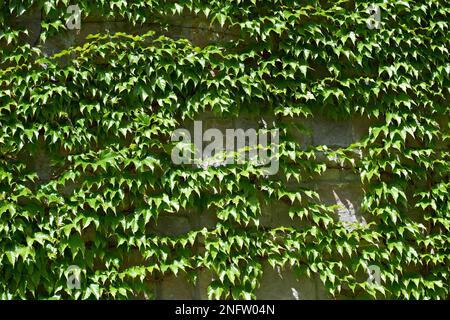 Climbing plant on the stone wall Stock Photo