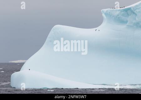 Chinstrap Penguins on top of iceberg in the Antarctic region, South Orkneys Stock Photo