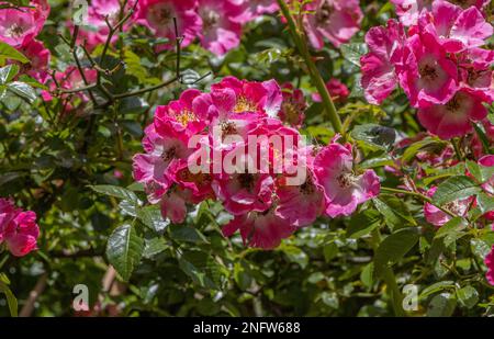 Pink Rambling Rose Stock Photo