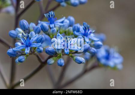 Dichroa versicolor Stock Photo