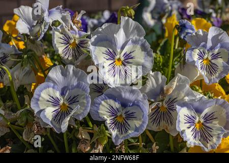 Potted Pansies in Garden in South Africa Stock Photo