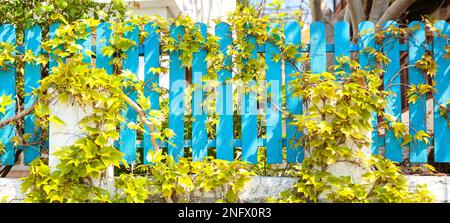 Climbing plant or green ivy growing on blue wooden fence Stock Photo