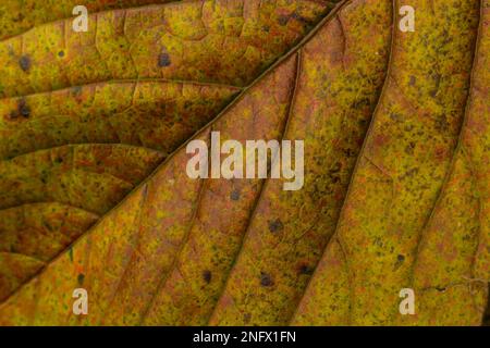 Macro photo of a yellow leaf, colorful autumn foliage. Golden yellow leaf texture close up. Macro photography. Stock Photo