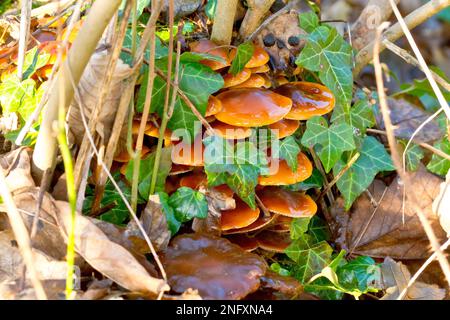 Velvet Shank or Winter Fungus (flammulina velutipes), close up of a cluster of the fruiting bodies growing at the base of a coppiced tree. Stock Photo