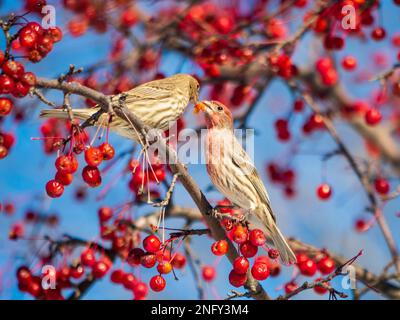 A selective shot of a pair of House Finches (Haemorhous mexicanus) perched on a berry tree Stock Photo