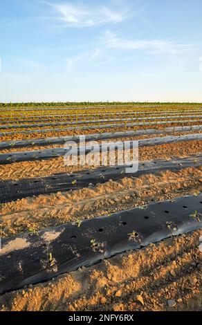 Organic vegetable farm field with patches covered with plastic mulch at sunset. Stock Photo