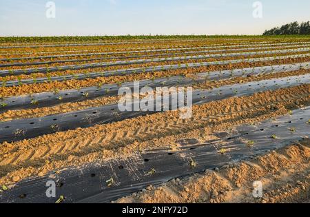 Organic vegetable farm field with patches covered with plastic mulch at sunset. Stock Photo