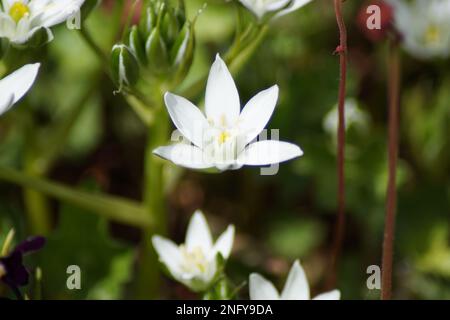 white flowering Ornithogalum umbellatum in the garden Stock Photo