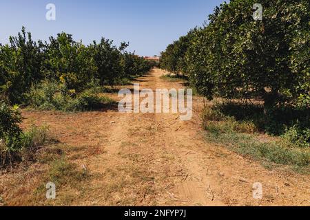 Mandarin orange orchard of Agrovino Farm of Violaris family in Trachoni village, Limassol District in Cyprus Stock Photo