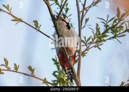 Buntspecht frisst Ameisen auf einem Zweig, Great spotted woodpecker