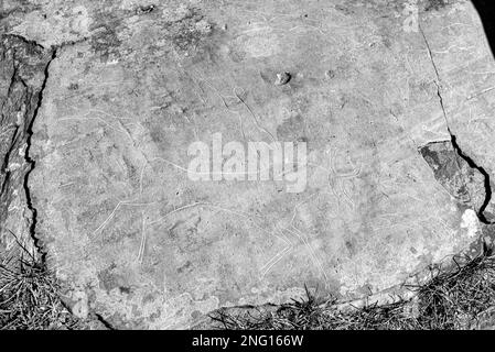 Rock drawing of ancient people mammals animals on a stone in the Altai mountains in the daytime in the sun. Black and white photo. Stock Photo