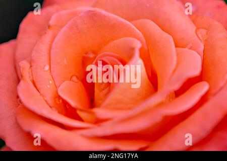 Close-up of red rose on dark green background. Stock Photo