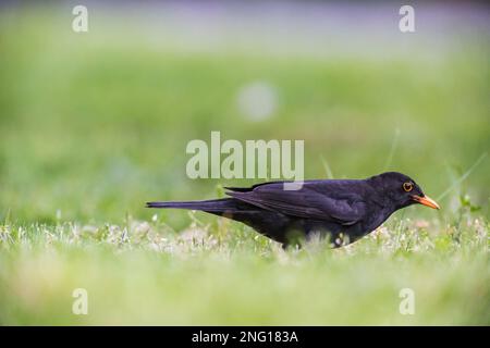 Amsel auf Suche nach Würmern im Gras - Blackbird looking for worms in grass Stock Photo