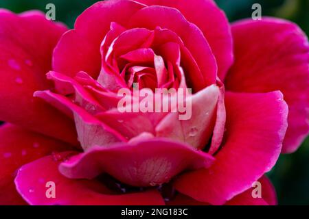 Red rose flower with raindrops on dark green background, сlose-up. Nature. Stock Photo