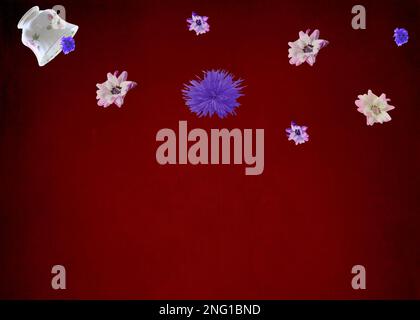 Spring flowers pouring from china teacupcolorf along top of variegated candy apple red background Stock Photo