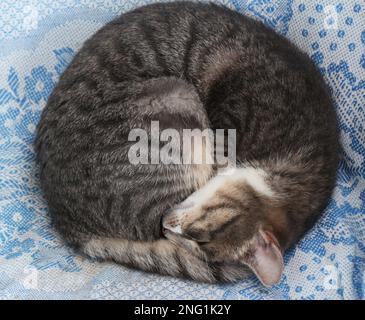 cat sleeping curled up top view Stock Photo