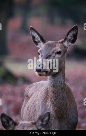 A vertical closeup shot of a beautiful deer in the forest on a blurred background Stock Photo