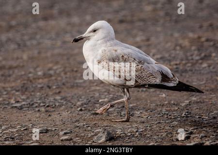 Close up image of a young white, grey and brown Caspian gull walking on a stone and sandy ground. Stock Photo