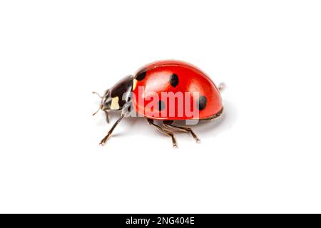 Seven-spot ladybird, Coccinella septempunctata, macro photography, extreme close up photography, isolated on white background Stock Photo