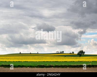 Young green cereals. Plowed fields. Blooming rapeseed. Clouds. Eastern Poland. Roztocze. Eastern Poland. Stock Photo