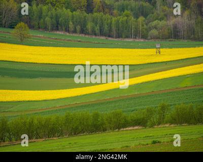 Young green cereals. Plowed fields. Blooming rapeseed.  Trees and bushes. Hunting pulpit. Roztocze. Eastern Poland. Stock Photo