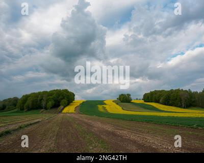 Young green cereals. Plowed fields.  Blooming rapeseed. Low shining sun illuminating fields, field margins, trees and bushes. Clouds. Roztocze. Easter Stock Photo