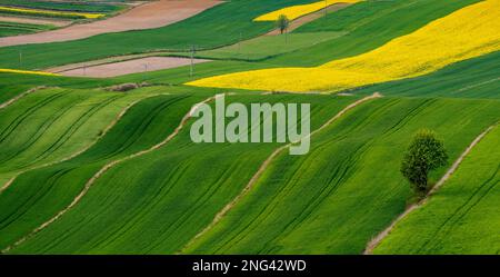 Young green cereals. Plowed fields.  Blooming rapeseed. Low shining sun illuminating fields, field margins, tree. Roztocze. Eastern Poland. Stock Photo