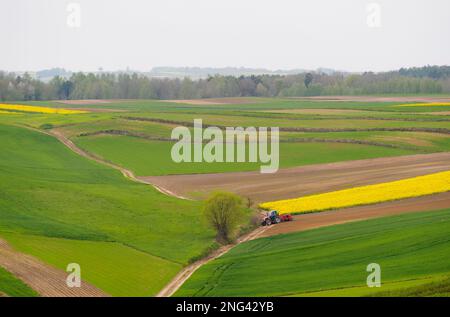 Young green cereals. Plowed fields.  Blooming rapeseed. Tractor plowing the ground. Low shining sun illuminating fields, field margins, Tree. Roztocze Stock Photo