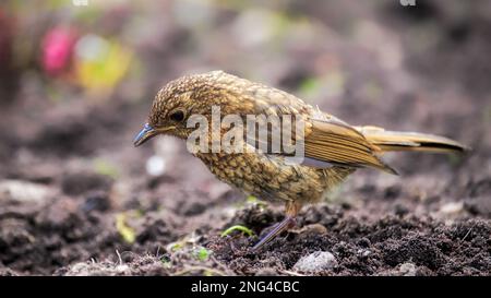 Robin fledgling foraging on the ground Stock Photo