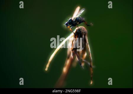 Close-up of dandelion with fly waking up in early morning frost Stock Photo