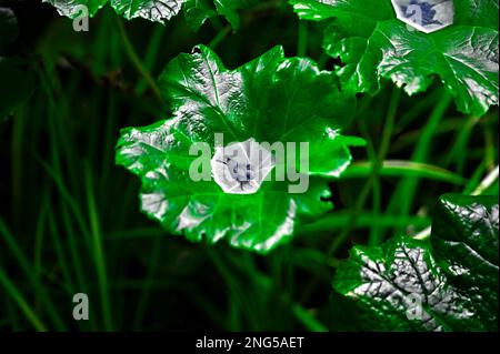 Green plants collecting water in their leaves Stock Photo