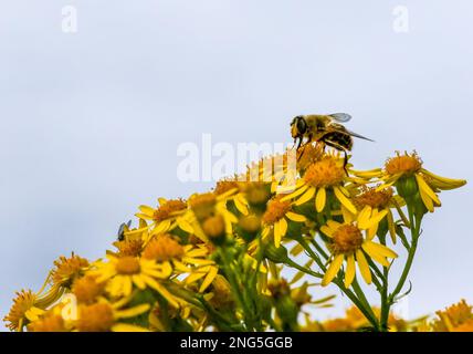 UK pollinator hoverfly on top of yellow flowerhead and mass of yellow flowers. Stock Photo
