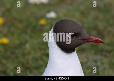 Chroicocephalus ridibundus UK in spring, close-up head beak black-headed gull. Stock Photo