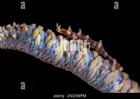 dragon shrimp, Miropandalus hardingi, on its host wire coral, Cirrhipathes sp., Lembeh Strait, Bitung, North Sulawesi, Indonesia, Molucca Sea, Indo-Pa Stock Photo