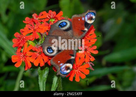 Aglais io, Peacock butterfly, Tagpfauenauge, on Dianthus, in a cottage garden Stock Photo