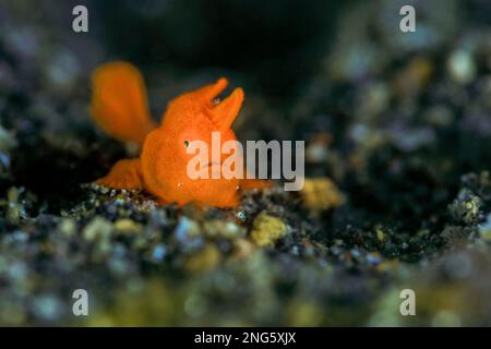 painted frogfish, Antennarius pictus, aka spotted frogfish, juvenile, Lembeh Strait, Bitung, North Sulawesi, Indonesia, Molucca Sea, Indo-Pacific Ocea Stock Photo