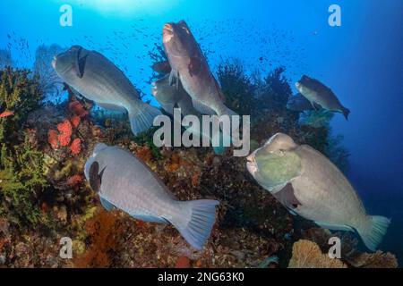 green humphead parrotfish, Bolbometopon muricatum, schooling, Misool, Raja Ampat, West Papua, Indonesia, Indo-Pacific Ocean Stock Photo