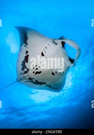 giant oceanic manta ray, Mobula birostris, Kri Island, Raja Ampat, West Papua, Indonesia, Indo-Pacific Ocean Stock Photo