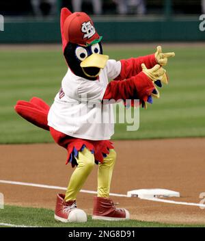 Fredbird, the St. Louis Cardinals' mascot draws attention to