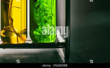 Algae fuel biofuel industry lab researching for alternative to fossil algae fuel or algal biofuel. Stock Photo