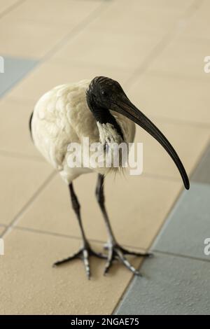 An Australian white Ibis (Threskiornis molucca) commonly called a Bin Chicken standing on the ground in a tiled area waiting to scavenge food Stock Photo