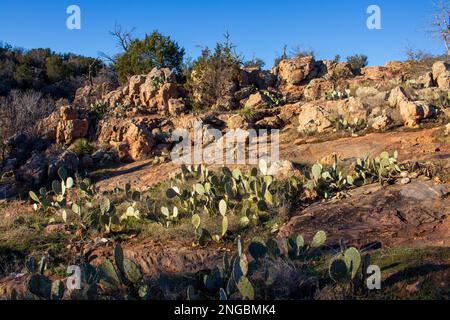Granite rock and cactus on a hillside located in the Texas Hill Country, Inks Lake State Park Texas Stock Photo