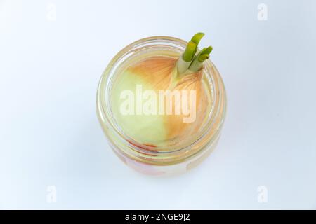 sprouted onions in a jar of water Stock Photo