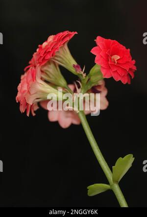 Kalanchoe Blossfeld is a perennial herbaceous succulent flowering plant of the Crassulaceae family. Stock Photo