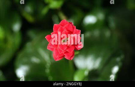 Kalanchoe Blossfeld is a perennial herbaceous succulent flowering plant of the Crassulaceae family. Stock Photo