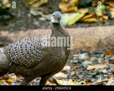 A male gray peacock pheasant, Polyplectron bicalcaratum, displaying at a feeding site in Thailand Stock Photo