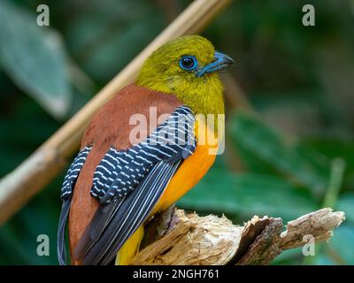 Orange-breasted Trogon, Harpactes oreskios, a stunning bird found in the forest of Thailand, Southeast Asia Stock Photo