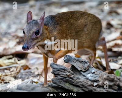 Lesser Oriental Chevrotain, Tragulus kanchil, also known as lesser mouse deer, one of the smallest hoofed mammals in the world in Thailand Stock Photo